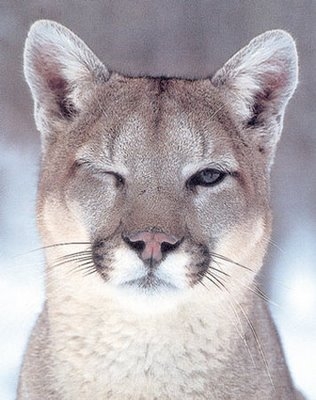 Cougar winking